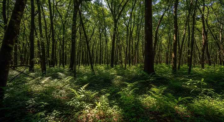 Dappled sunlight on the lush green floor of a tropical African forest.